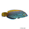 Anampses lennardi Blue and Yellow Wrasse