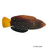 Anampses meleagrides Spotted Wrasse