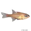 Ostorhinchus cyanosoma Yellowstriped Cardinalfish
