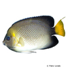 Apolemichthys xanthurus Yellowtail Angelfish