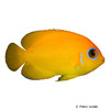 Centropyge flavissima Lemonpeel Angelfish
