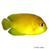 Centropyge heraldi Yellow Angelfish
