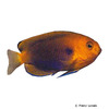 Centropyge fisheri Orange Angelfish