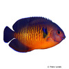 Centropyge bispinosa Twospined Angelfish
