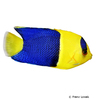 Centropyge bicolor Bicolor Angelfish