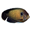 Centropyge multispinis Multispined Angelfish