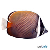 Chaetodon collare Redtail Butterflyfish