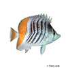Chaetodon madagaskariensis Seychelles Butterflyfish