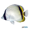 Chaetodon vagabundus Vagabond Butterflyfish