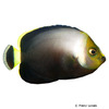 Chaetodontoplus melanosoma Black-velvet Angelfish