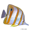 Chelmon rostratus Copperband Butterflyfish
