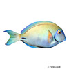 Acanthurus bahianus Ocean Surgeonfish