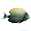 Acanthurus grammoptilus Finelined Surgeonfish