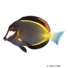 Acanthurus japonicus Japanese Surgeonfish