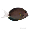 Acanthurus leucocheilus Palelipped Surgeonfish