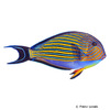 Acanthurus lineatus Lined Surgeonfish