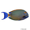 Acanthurus maculiceps Spotted-face Surgeonfish