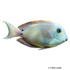 Acanthurus nigrofuscus Brown Surgeonfish