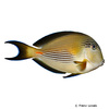 Acanthurus sohal Sohal Surgeonfish