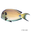 Acanthurus tennentii Doubleband Surgeonfish