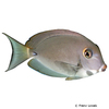 Acanthurus xanthopterus Yellowfin Surgeonfish