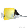 Forcipiger longirostris Black Long-nosed Butterflyfish