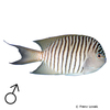 Genicanthus melanospilos Spotbreast Angelfish