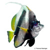 Heniochus intermedius Red Sea Bannerfish