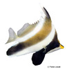 Heniochus chrysostomus Threeband Pennantfish