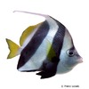 Heniochus diphreutes Schooling Bannerfish