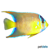 Holacanthus bermudensis Bermuda Blue Angelfish