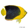 Holacanthus tricolor Rock Beauty Angelfish