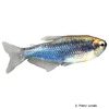 Inpaichthys kerri 'Black' Purple Emperor Tetra Black