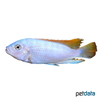 Metriaclima greshakei Red Top Ice Blue Zebra