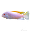 Metriaclima greshakei 'Albino' Red Top Ice Blue Zebra Albino