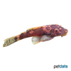 Ancistrus sp. 'L338' Guama Bristlenose L338