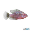 Enneacanthus gloriosus Bluespotted Sunfish