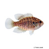 Enneacanthus obesus Banded Sunfish