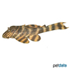 Panaqolus sp. 'L002' Tiger 'peckoltia' L2