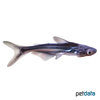 Pangasianodon hypophthalmus Striped Catfish