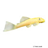 Ancistrus cf. cirrhosus 'Black Eyed Yellow' Black Eyed Yellow Bristlenose Catfish