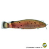 Malapterurus electricus African Electric Catfish