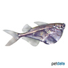 Carnegiella strigata Marbled Hatchetfish