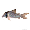 Corydoras sychri Long Nosed Fairy Catfish