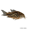 Corydoras undulatus Wavy Catfish
