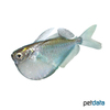 Gasteropelecus sternicla Common Hatchetfish