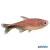 Hasemania nana Silvertip Tetra