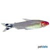 Petitella bleheri Firehead Tetra