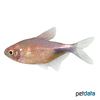 Holopristis pulcher Pretty Tetra