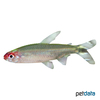 Petitella rhodostoma Rummy-nose Tetra